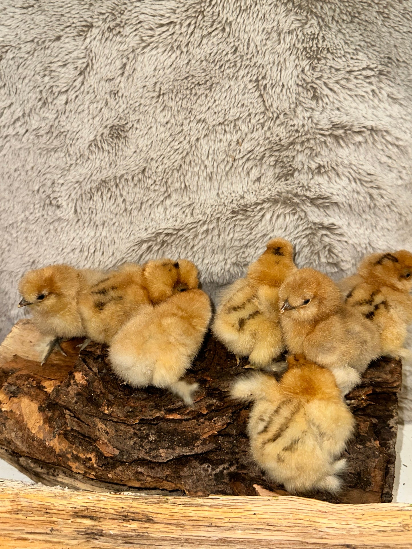 Bearded Silkie Bantam Chicks