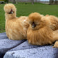 Bearded Silkie Bantams/Frizzle Chicks