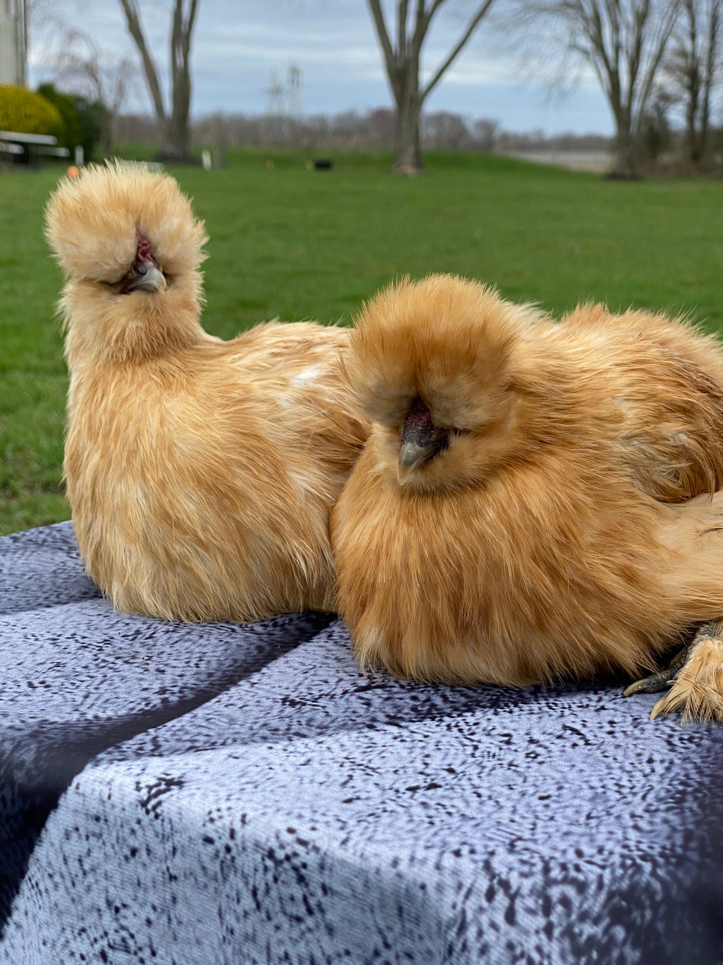 Bearded Silkie Bantams/Frizzle Chicks