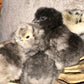 Bearded Silkie Bantam Chicks