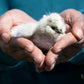 Bearded Silkie Bantam Chick