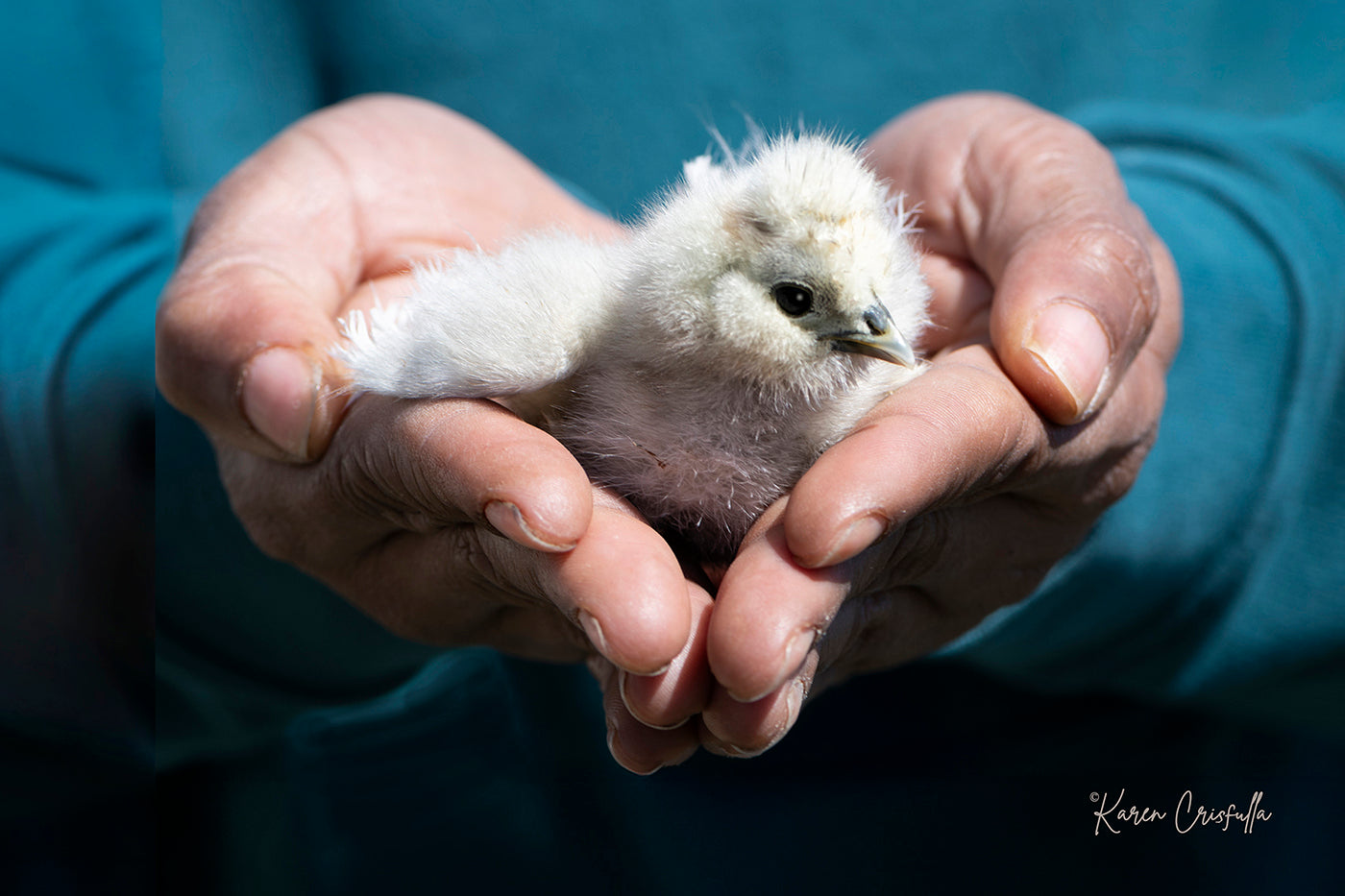 Bearded Silkie Bantam Chick