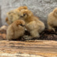 Bearded Silkie Bantam Chicks