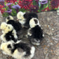 Bearded Silkie Bantam Chick