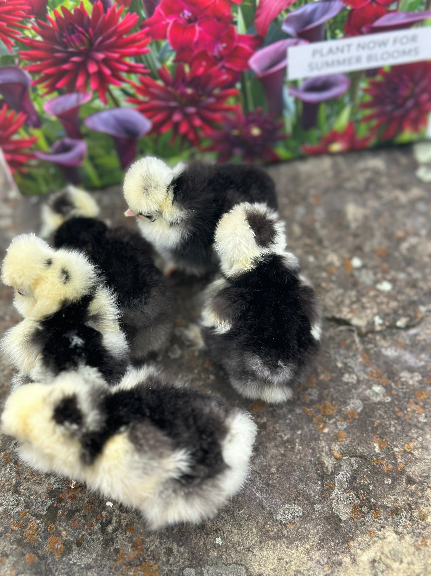 Bearded Silkie Bantam Chick