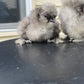 Bearded Silkie Bantams/Frizzle Chicks