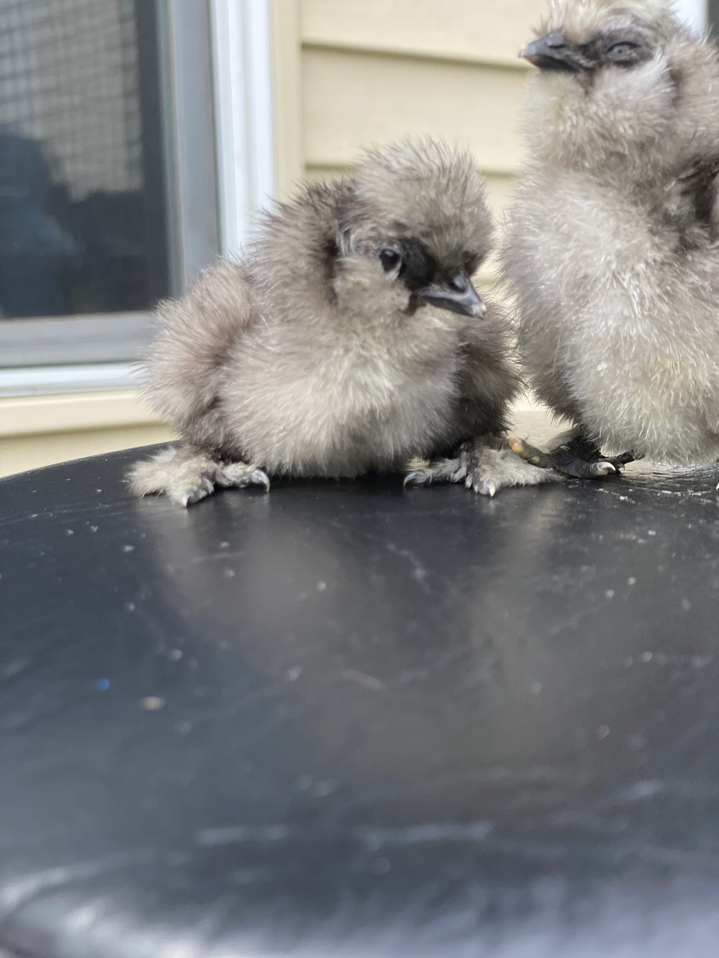 Bearded Silkie Bantams/Frizzle Chicks