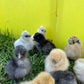 Bearded Silkie Bantams/Frizzle Chicks