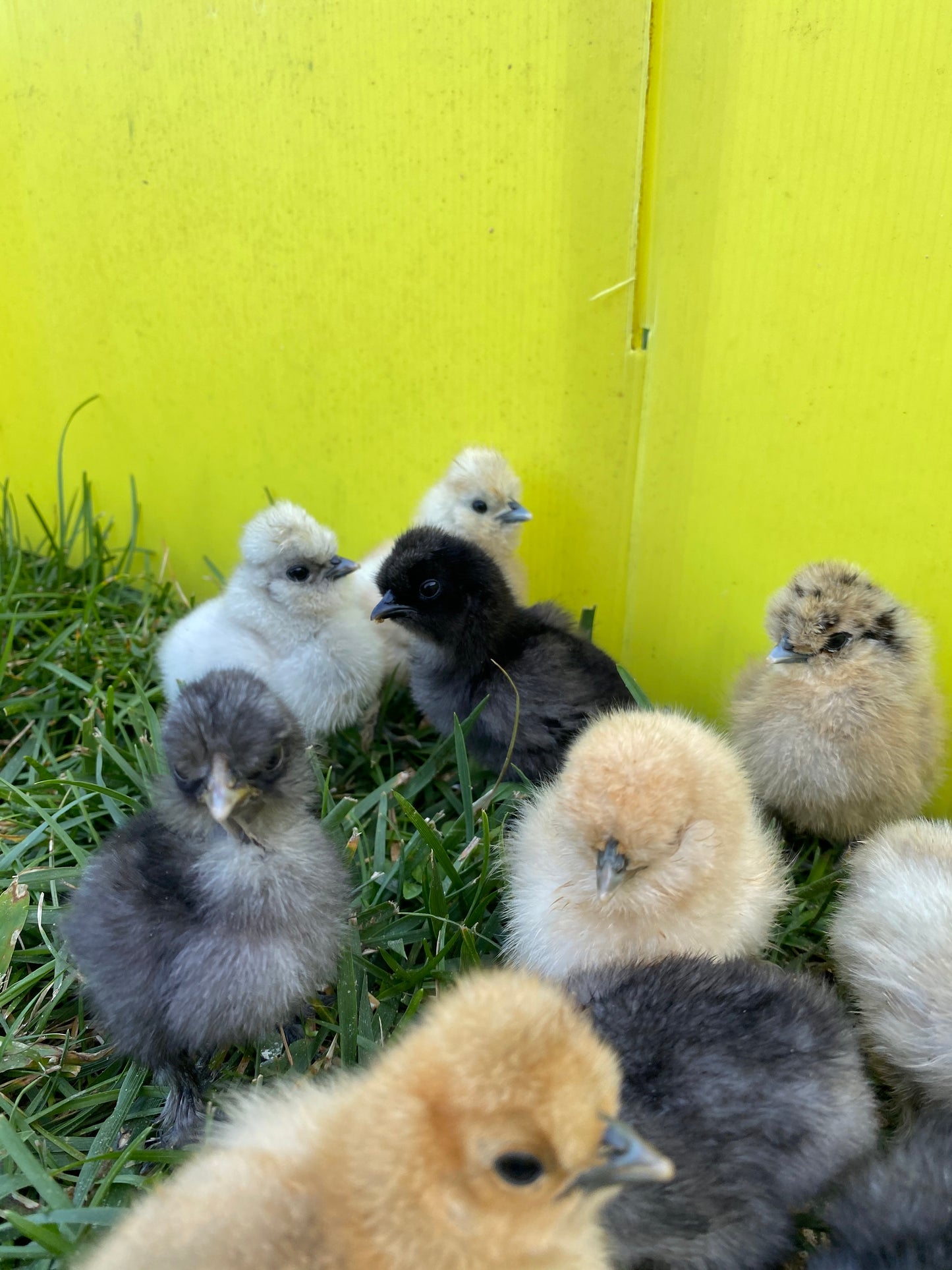 Bearded Silkie Bantams/Frizzle Chicks