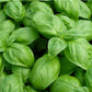 Fresh Genovese Basil – Local Pickup Only
