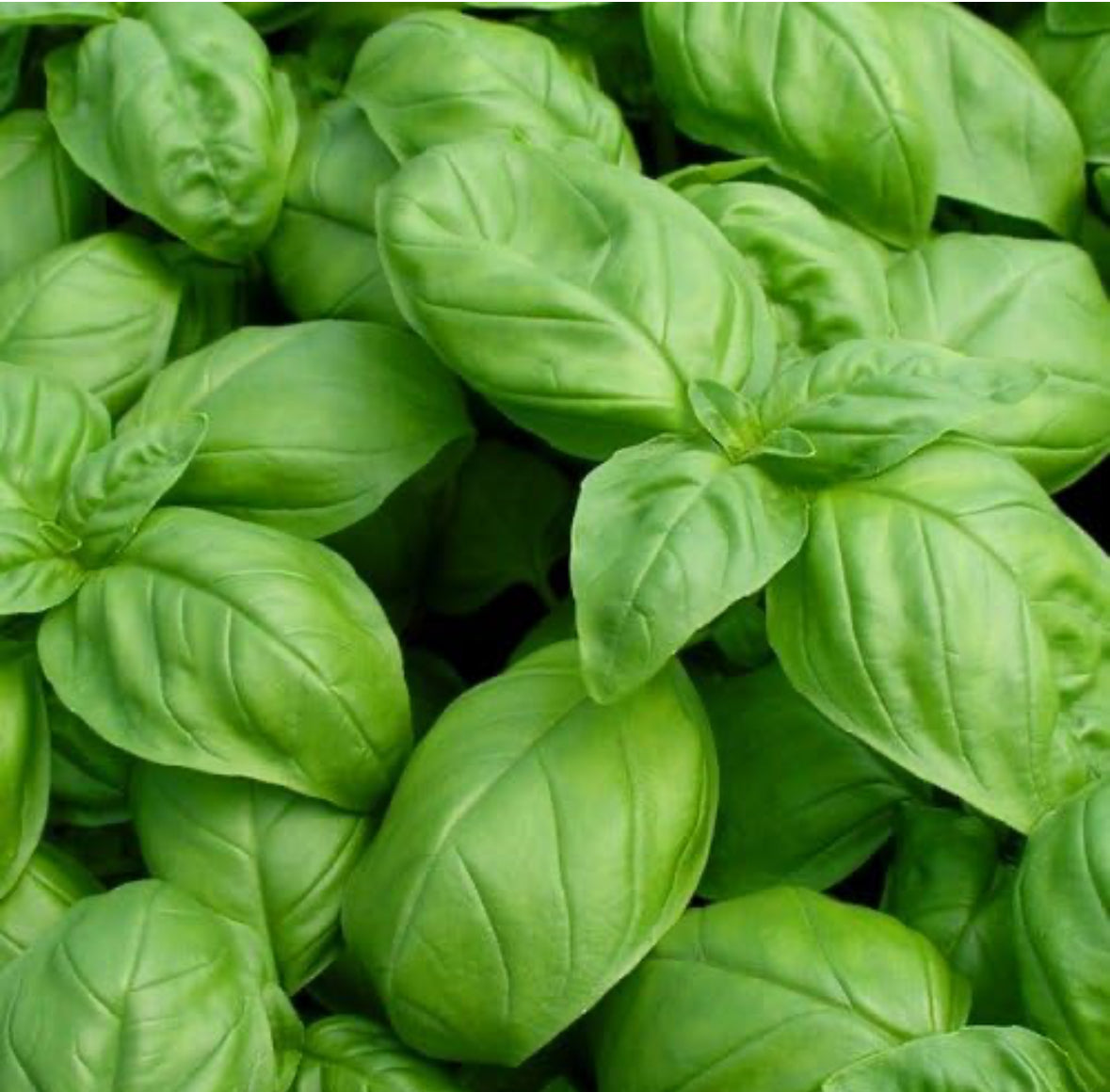 Fresh Genovese Basil – Local Pickup Only