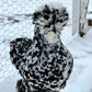 Mottled Bearded Silkie & Satin — Fertilized Hatching Eggs (Mottled Variety)