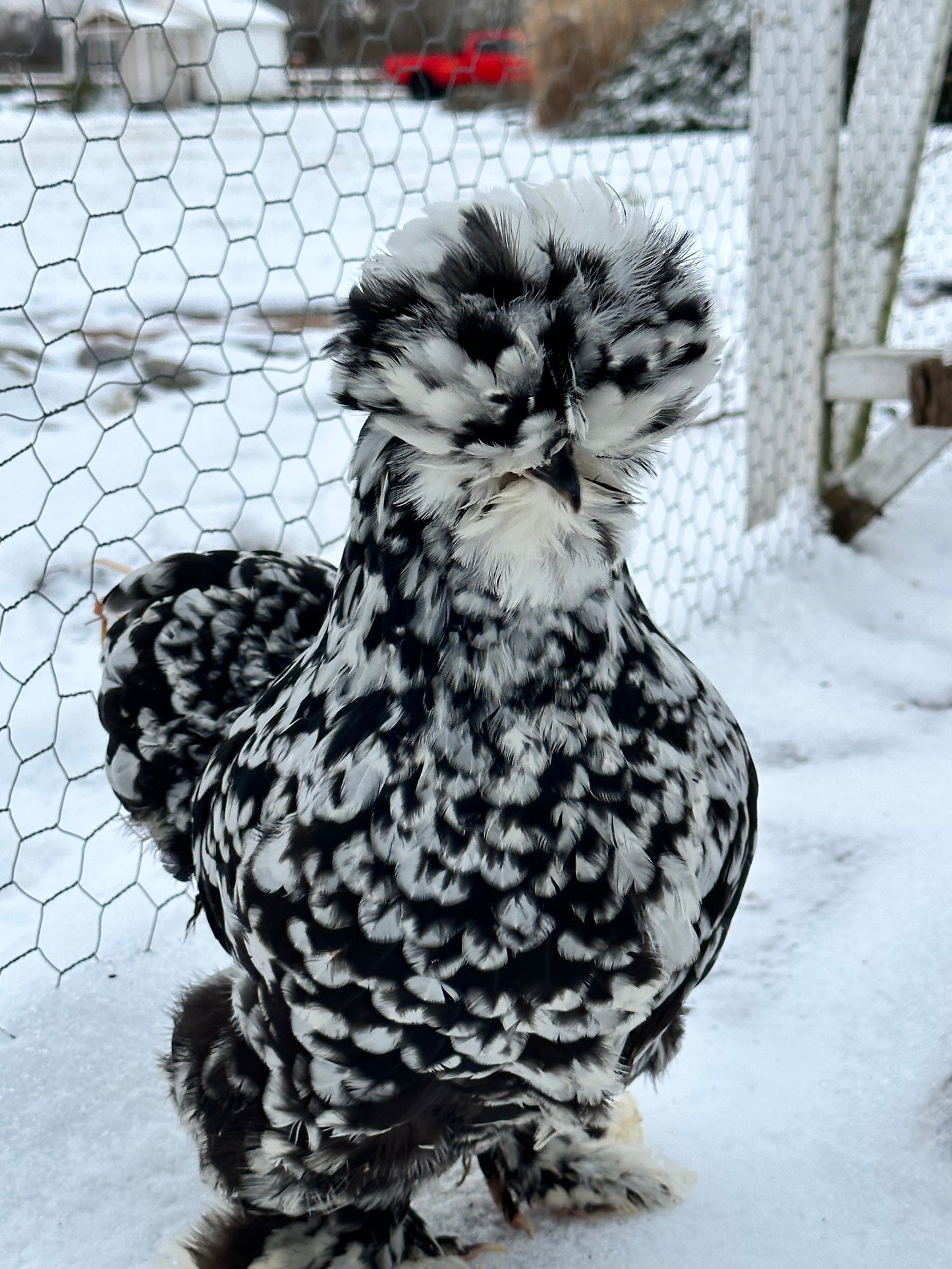 Mottled Bearded Silkie & Satin — Fertilized Hatching Eggs (Mottled Variety)