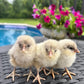 Wheaten or Black Ameraucana Chick (0-4 Weeks Old) - Blue Egg Layer