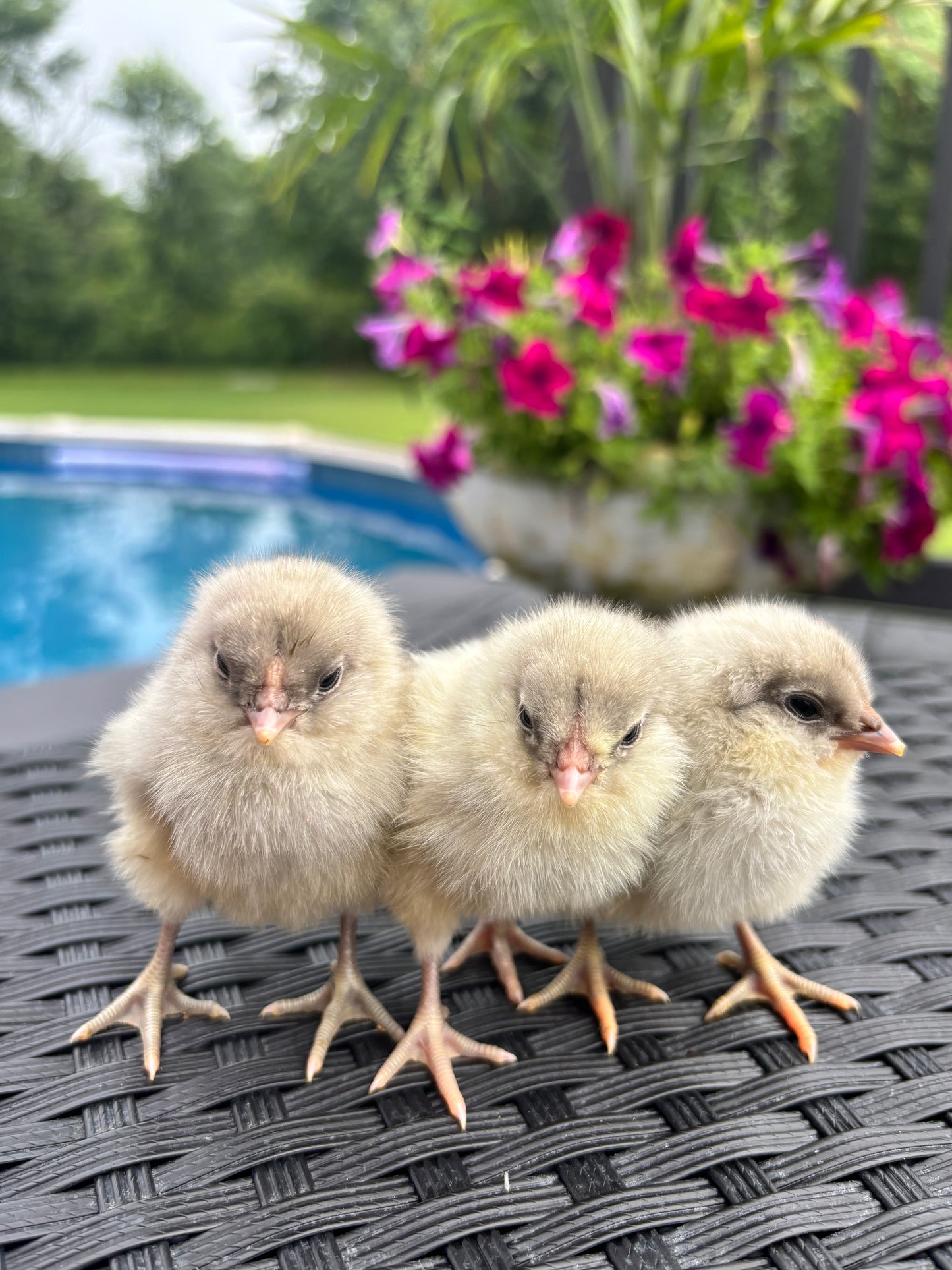 Wheaten or Black Ameraucana Chick (0-4 Weeks Old) - Blue Egg Layer