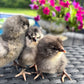 Blue Ameraucana & Wheaten Ameraucana— Fertilized Hatching Eggs (12 count)