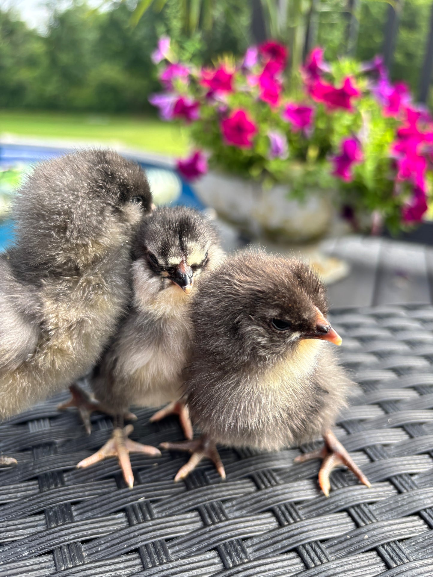 Blue Ameraucana & Wheaten Ameraucana— Fertilized Hatching Eggs (12 count)