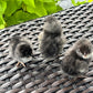Wheaten or Black Ameraucana Chick (0-4 Weeks Old) - Blue Egg Layer