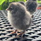 Wheaten or Black Ameraucana Chick (0-4 Weeks Old) - Blue Egg Layer
