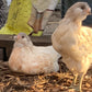Blue Ameraucana & Wheaten Ameraucana— Fertilized Hatching Eggs (12 count)
