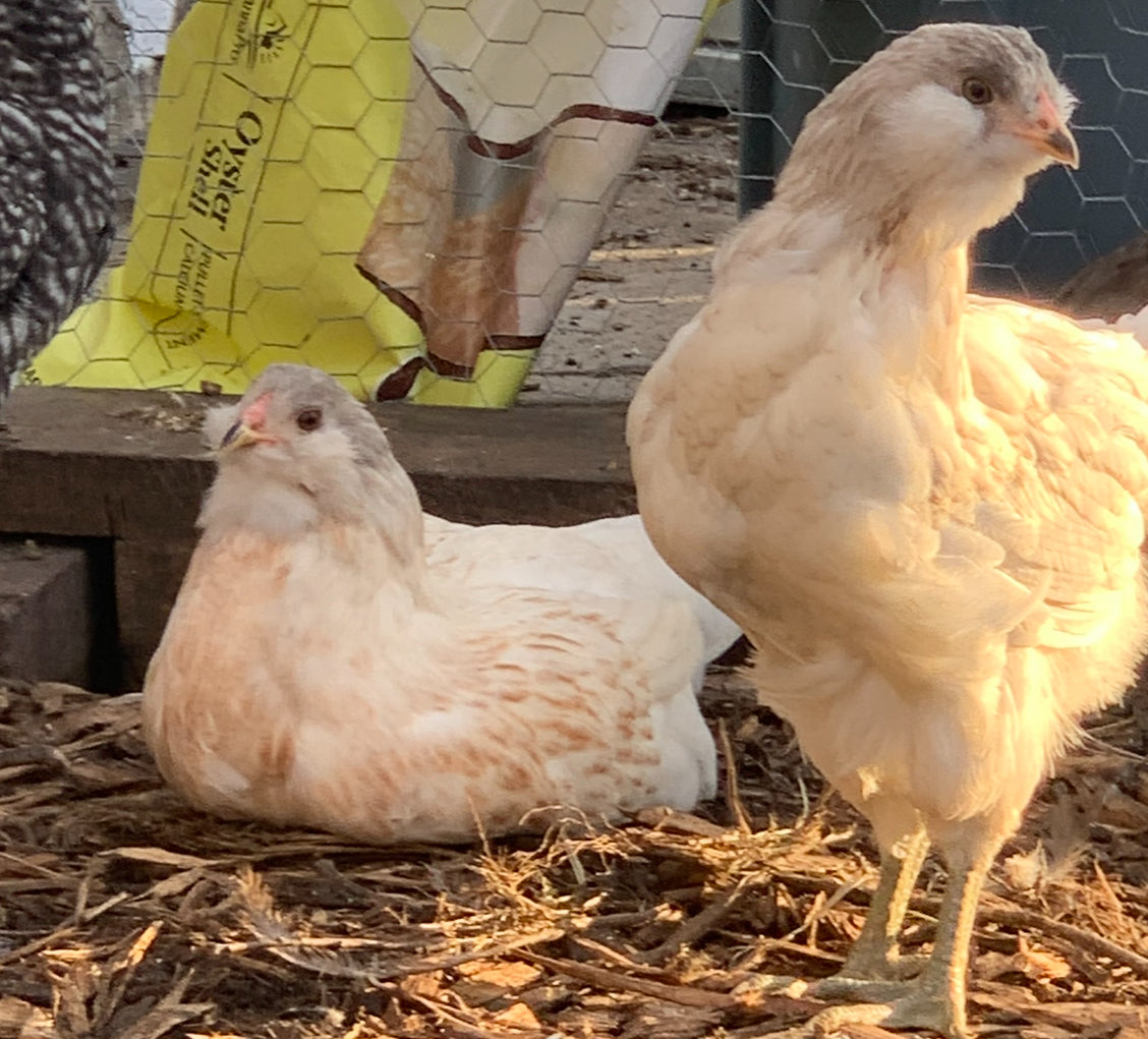 Blue Ameraucana & Wheaten Ameraucana— Fertilized Hatching Eggs (12 count)