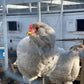 Black, Blue or Wheaten Ameraucana Fertilized Hatching Eggs