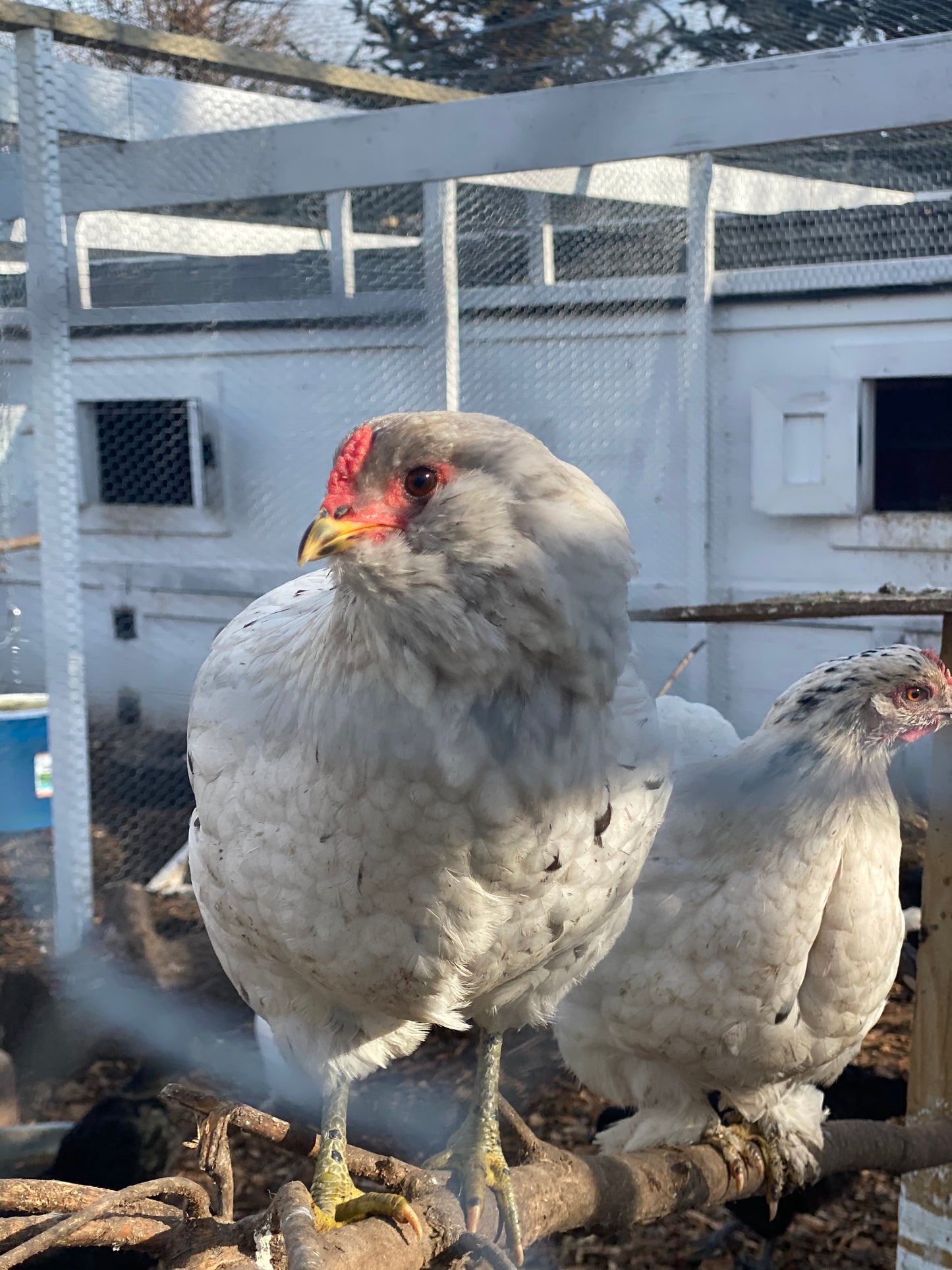 Black, Blue or Wheaten Ameraucana Fertilized Hatching Eggs