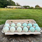 Blue Ameraucana & Wheaten Ameraucana— Fertilized Hatching Eggs (12 count)