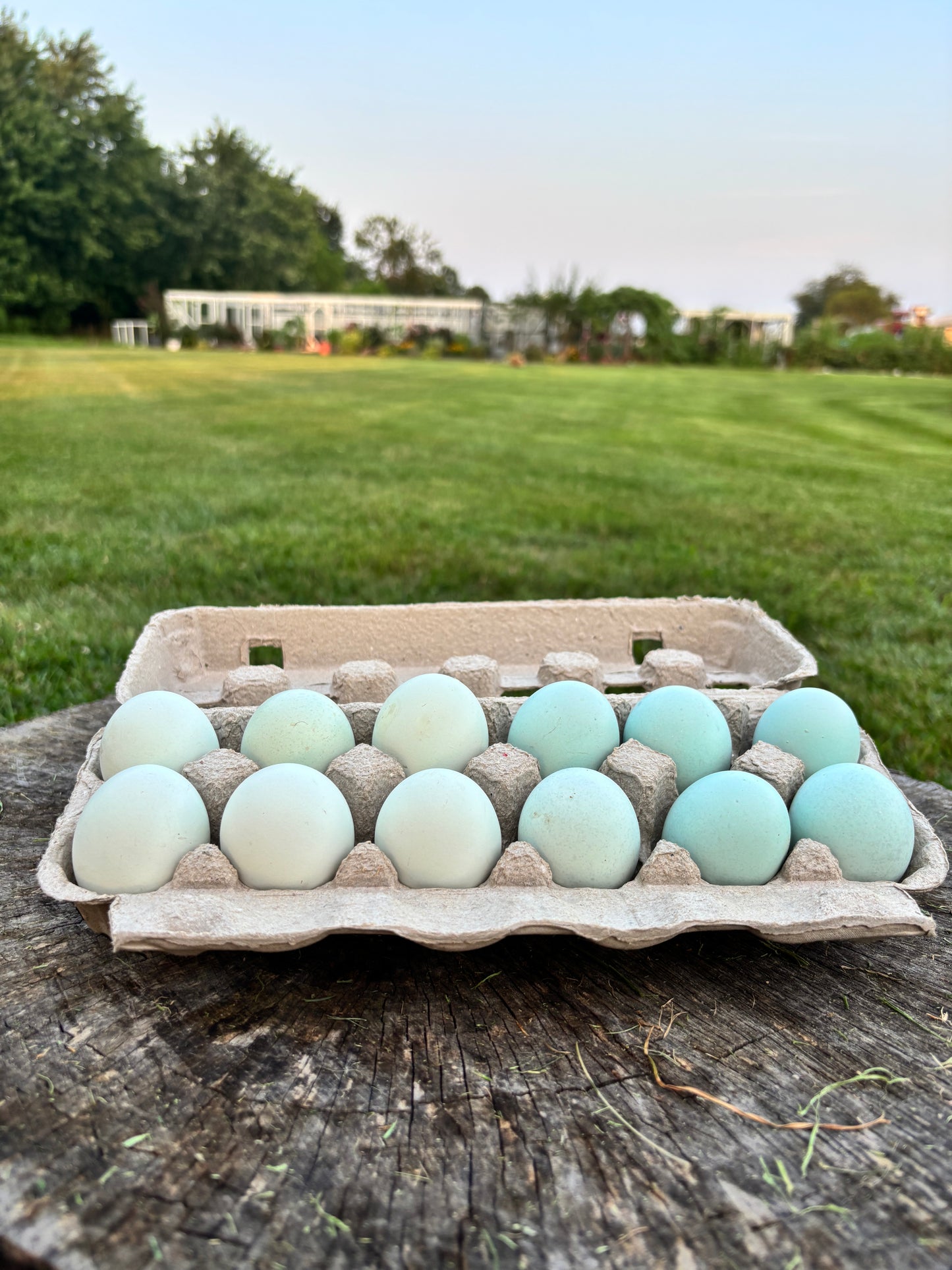 Blue Ameraucana & Wheaten Ameraucana— Fertilized Hatching Eggs (12 count)