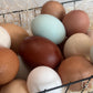 Fertilized Black Copper Marans Hatching Eggs – Deep Chocolate Egg Layers
