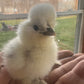 Hens Choice Bearded Silkie — Fertilized Hatching Eggs (Color Variety)