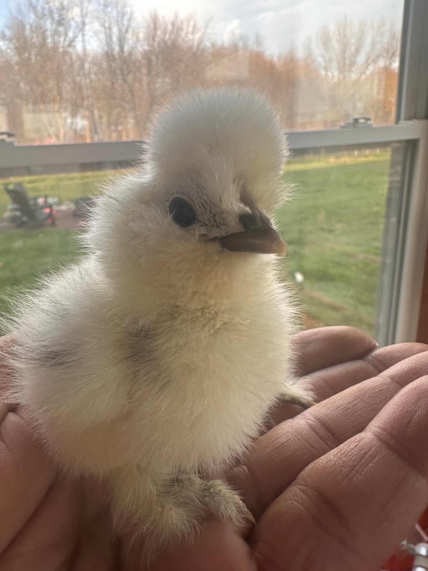 Hens Choice Bearded Silkie — Fertilized Hatching Eggs (Color Variety)