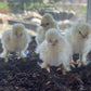 Hens Choice Bearded Silkie — Fertilized Hatching Eggs (Color Variety)