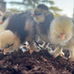 Hens Choice Bearded Silkie — Fertilized Hatching Eggs (Color Variety)