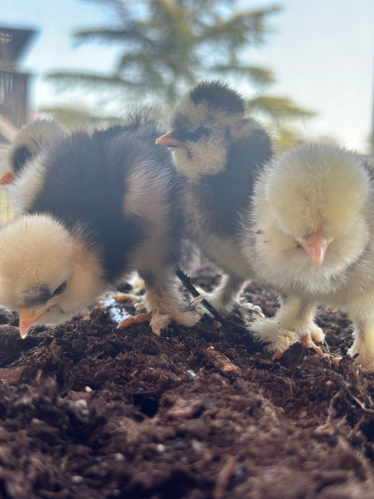 Hens Choice Bearded Silkie — Fertilized Hatching Eggs (Color Variety)
