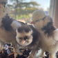 Hens Choice Bearded Silkie — Fertilized Hatching Eggs (Color Variety)