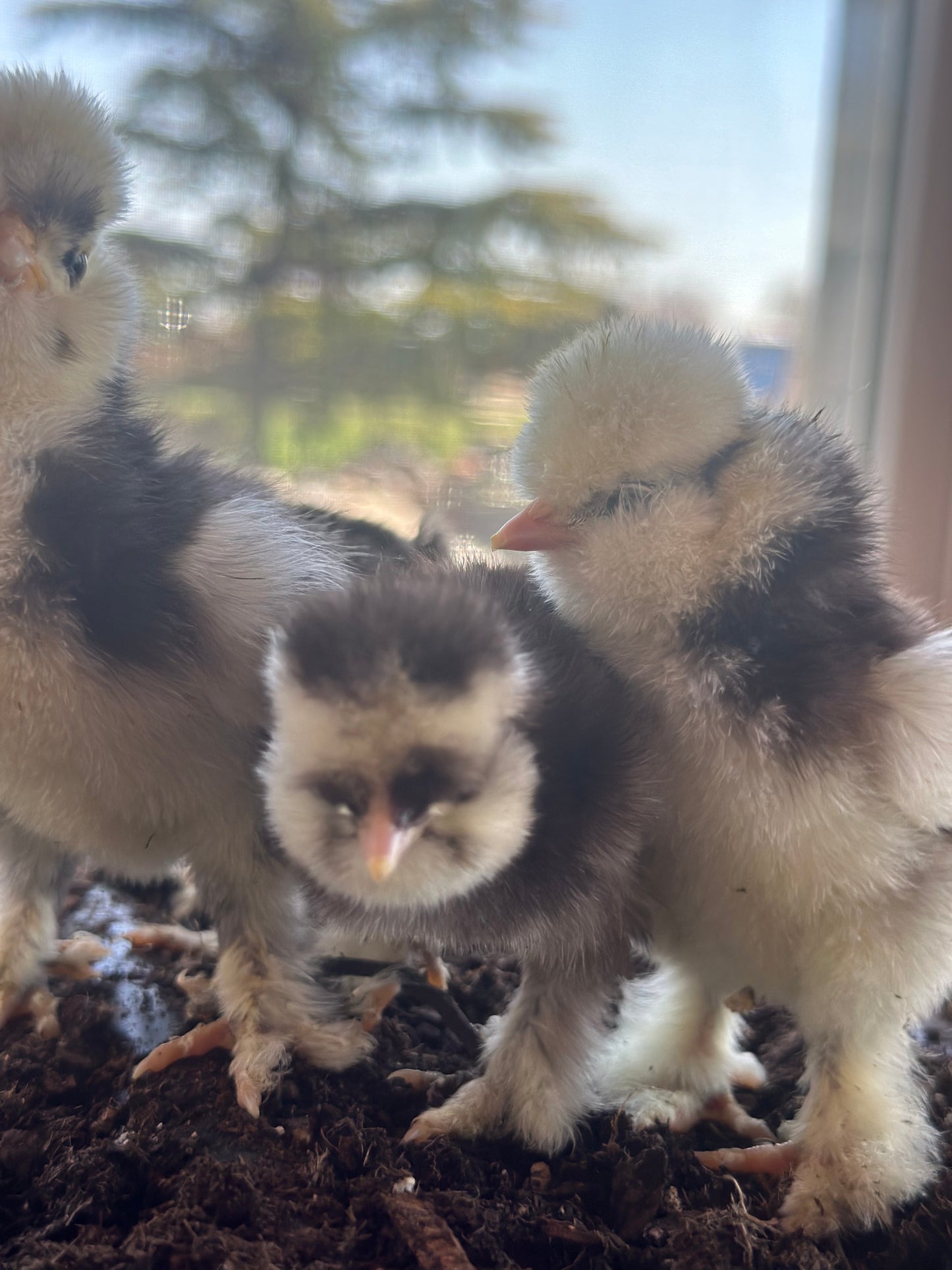 Hens Choice Bearded Silkie — Fertilized Hatching Eggs (Color Variety)