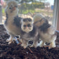 1 Bearded Silkie Bantam Chick