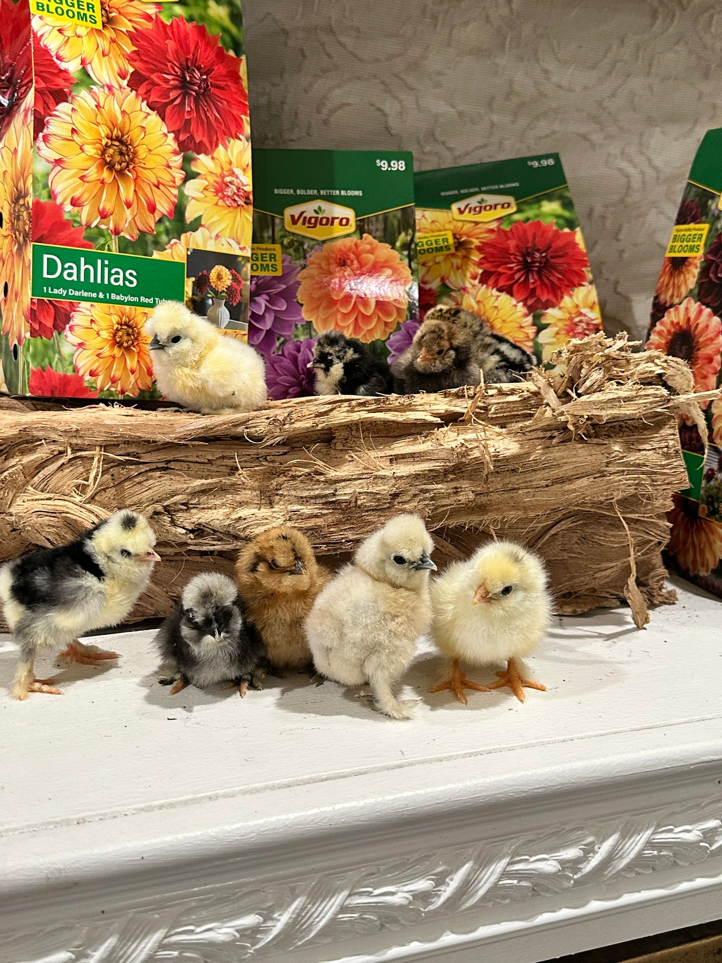 1 Bearded Silkie Bantam Chick