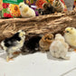 1 Bearded Silkie Bantam Chick