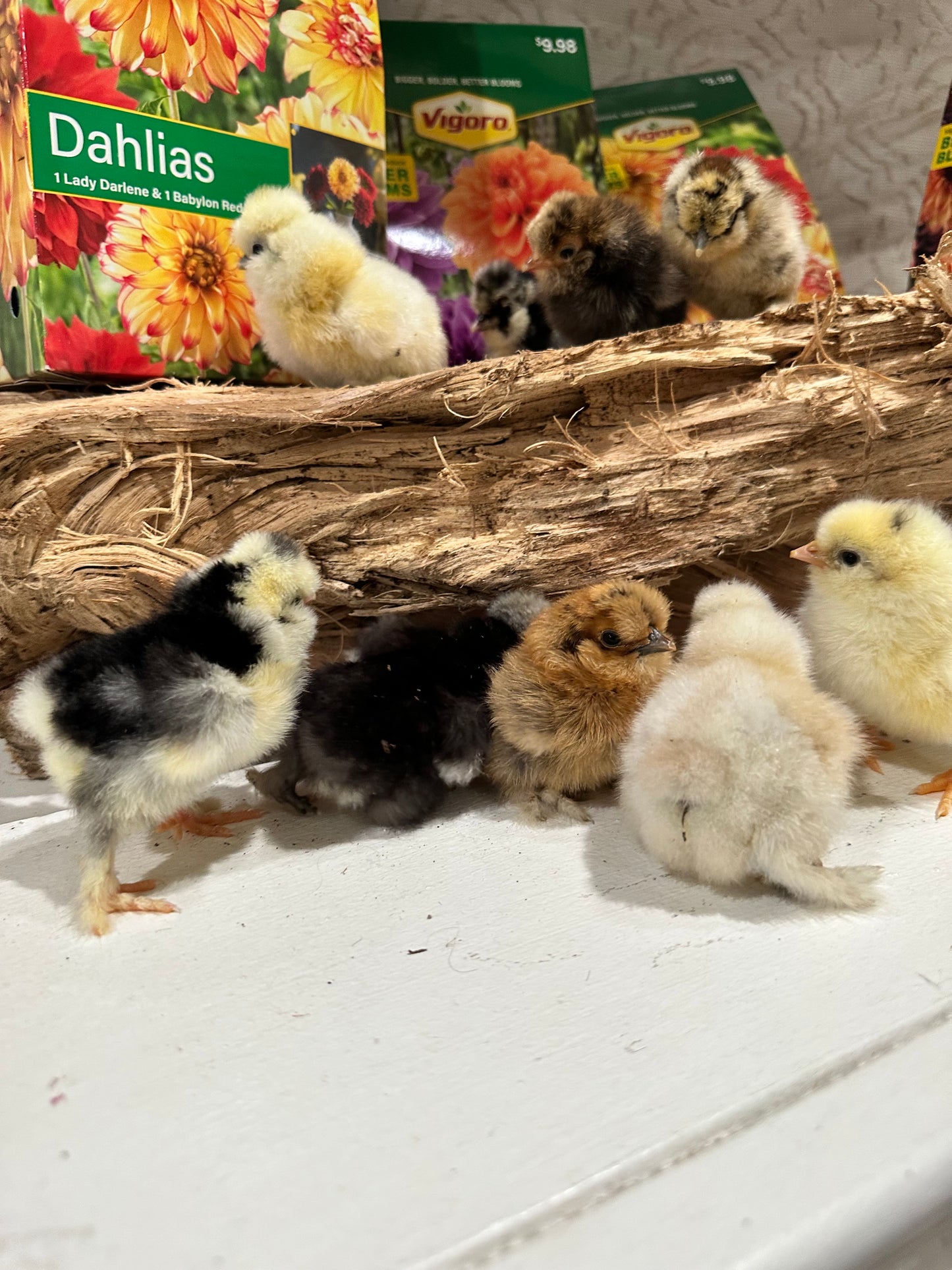 1 Bearded Silkie Bantam Chick