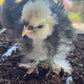 Mottled Bearded Silkie & Satin — Fertilized Hatching Eggs (Mottled Variety)