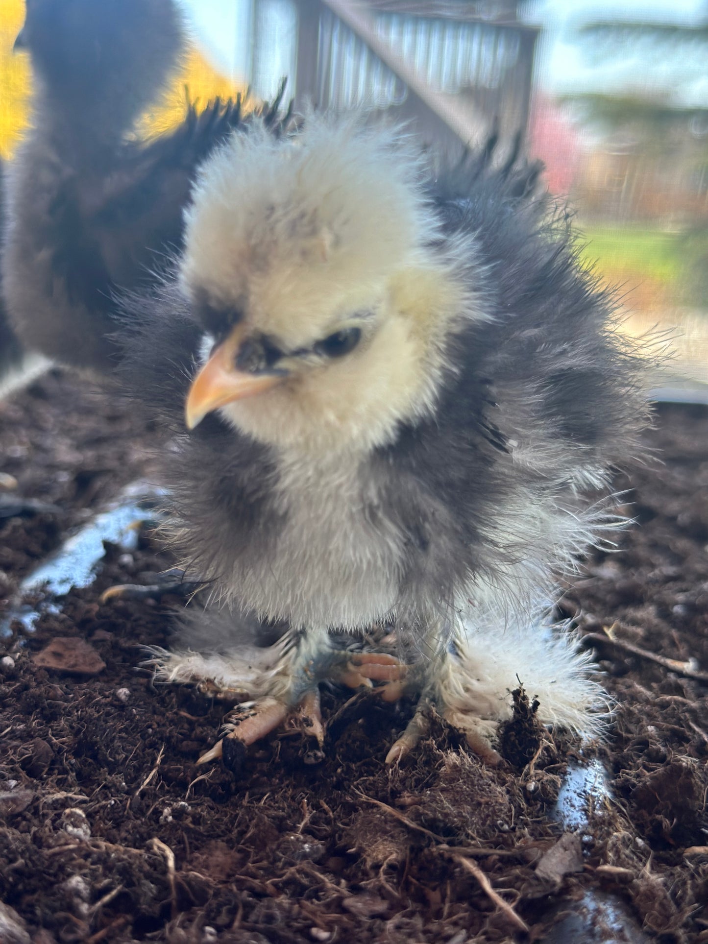Mottled Bearded Silkie & Satin — Fertilized Hatching Eggs (Mottled Variety)