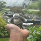 Hens Choice Bearded Silkie — Fertilized Hatching Eggs (Color Variety)