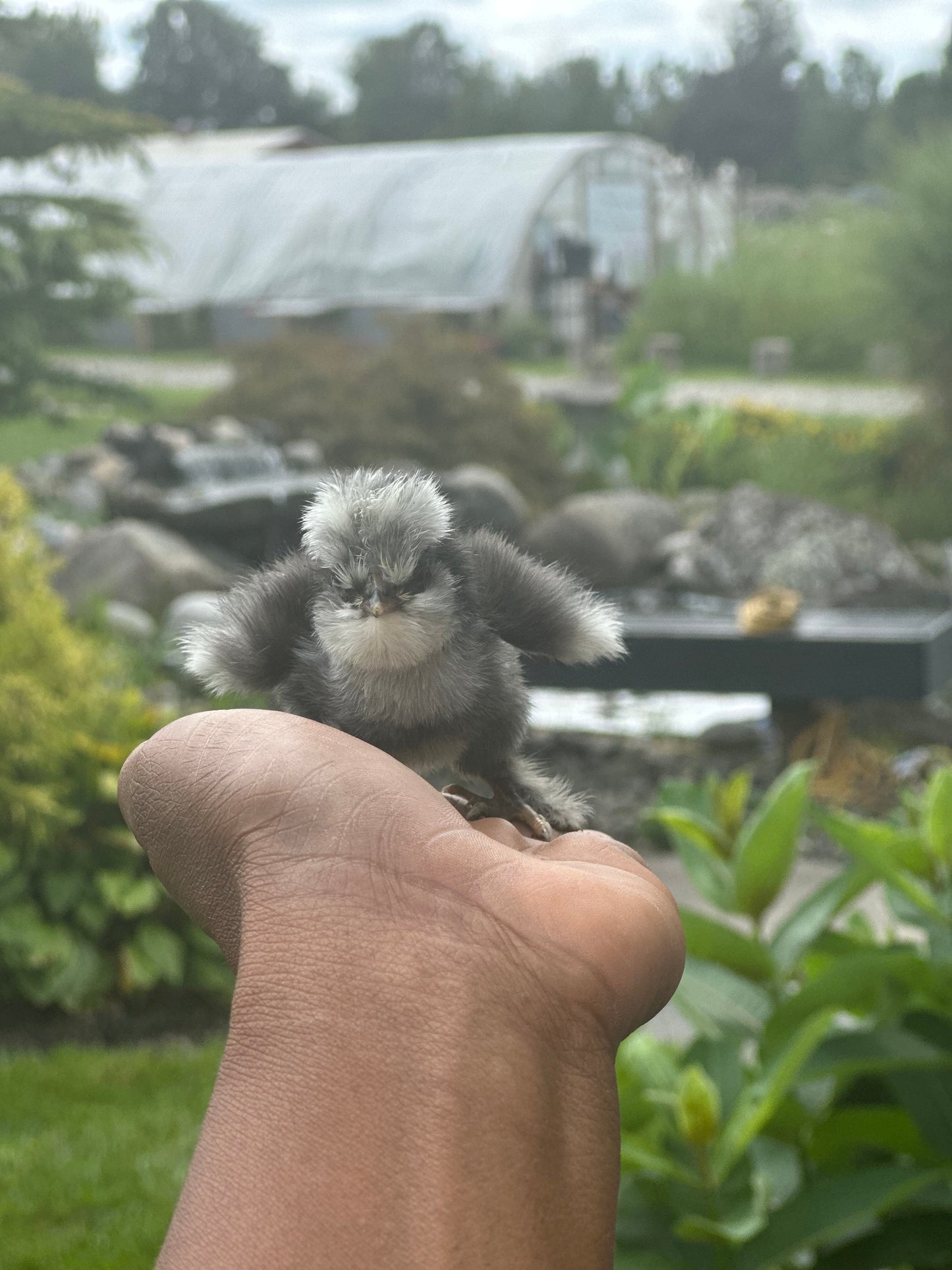 Hens Choice Bearded Silkie — Fertilized Hatching Eggs (Color Variety)