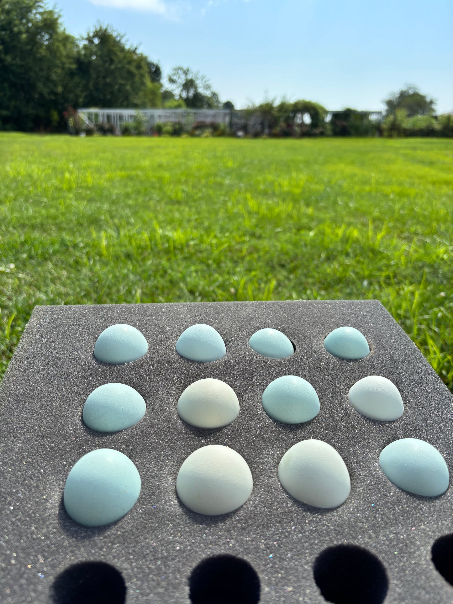 Blue Ameraucana & Wheaten Ameraucana— Fertilized Hatching Eggs (12 count)