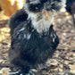Mottled Bearded Silkie & Satin — Fertilized Hatching Eggs (Mottled Variety)
