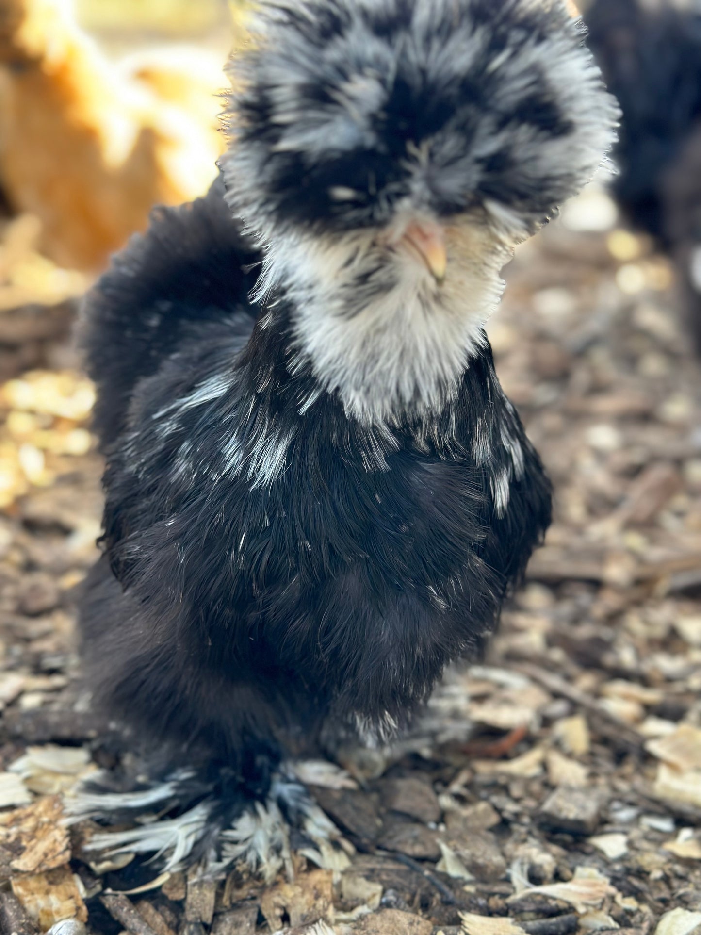 Mottled Bearded Silkie & Satin — Fertilized Hatching Eggs (Mottled Variety)