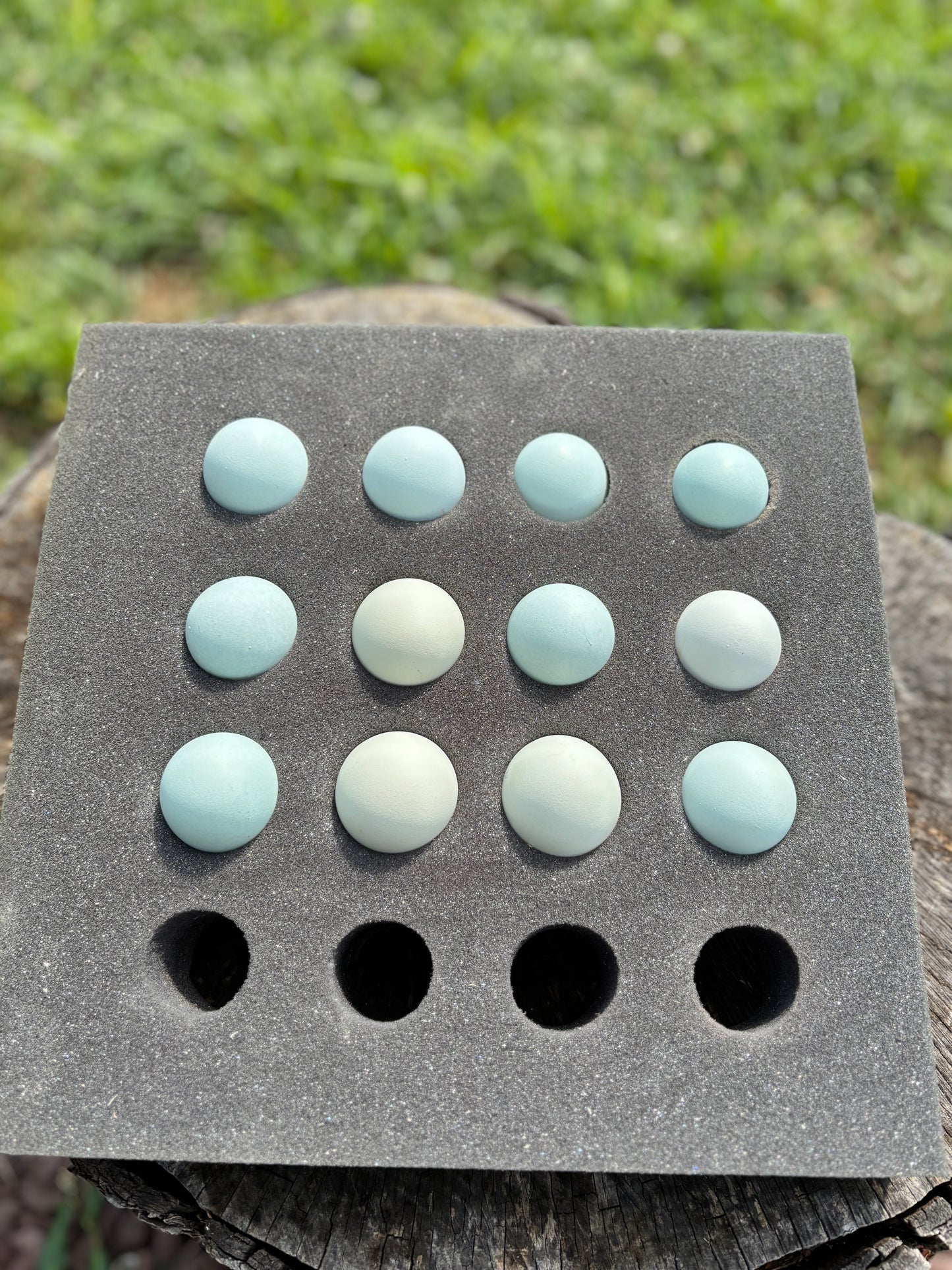 Blue Ameraucana & Wheaten Ameraucana— Fertilized Hatching Eggs (12 count)
