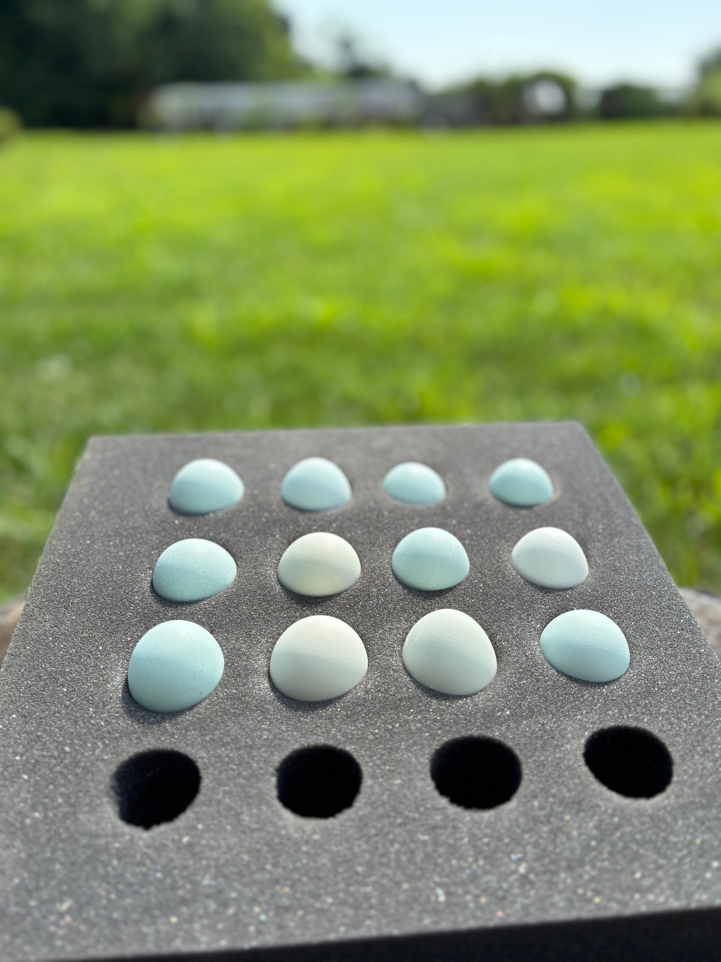 Blue Ameraucana & Wheaten Ameraucana— Fertilized Hatching Eggs (12 count)